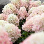 Hortenzia metlinatá (Hydrangea paniculata) ‘LIVING RASPBERRY PINK’® by LIVING CREATIONS® - výška 20-30 cm, kont. C1,5L